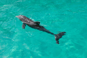 dolphin sunset cruise tour boat destin fl 